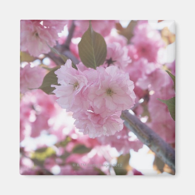 Íman Cherry Blossom 4 (Frente)