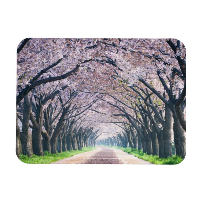 Íman Cherry Blossom Lane (Horizontal)