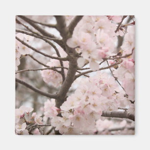 Íman Cherry Blossom Magnet