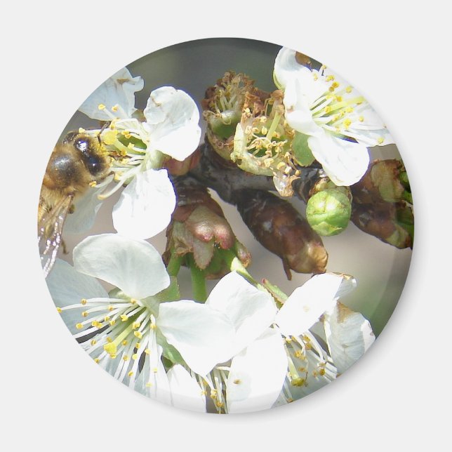 Íman Cherry Blossoms e Abelhas (Frente)