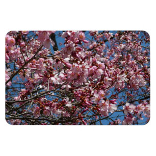 Íman Cherry Blossoms e Blue Sky Primavera Floral