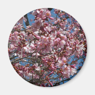 Íman Cherry Blossoms e Blue Sky Primavera Floral