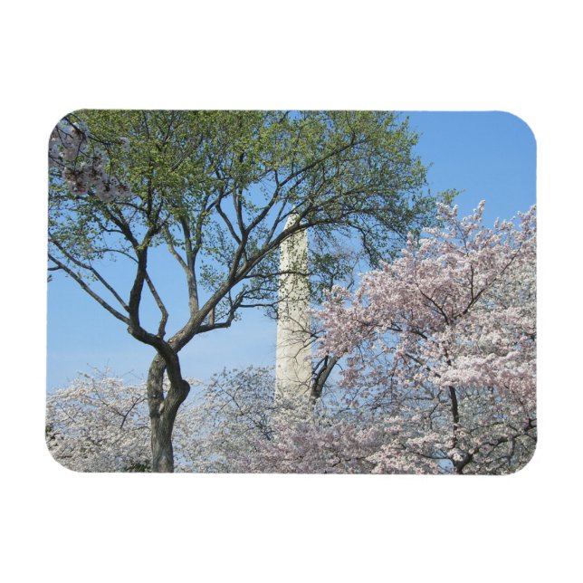 Íman Cherry Blossoms e o Monumento de Washington em DC (Horizontal)