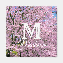 Cherry Blossoms em Bloom