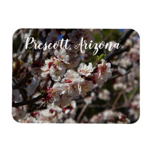 Íman Cherry Blossoms florescendo em Prescott, Arizona