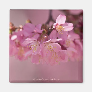 Íman Cherry Blossoms Hot Spring 2012 Apparel & Gifts