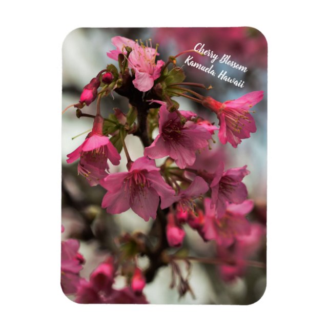 Íman Cherry Blossoms no Havaí (Vertical)