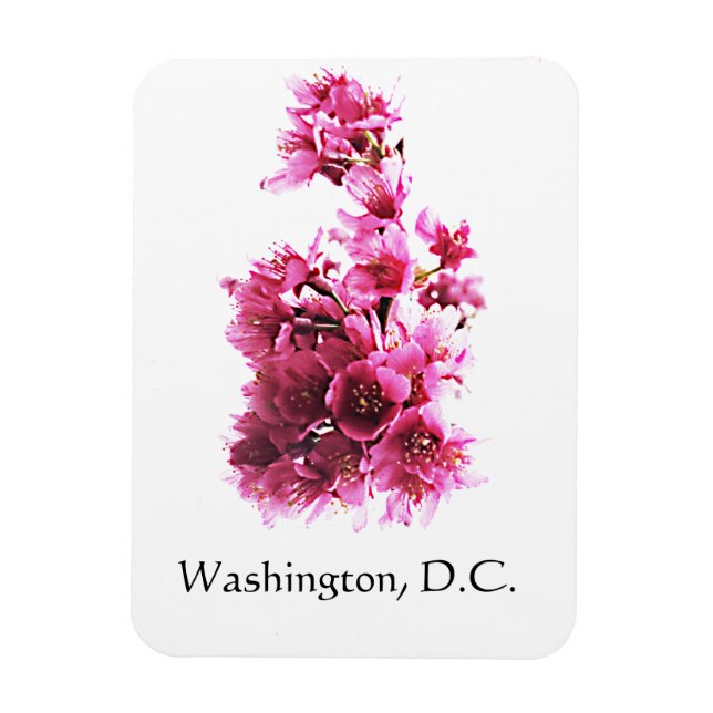 Íman Cherry floresce em Washington, DC. (Vertical)