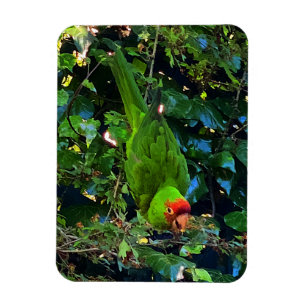 Íman Cherry Headed Conure #1 Magnet