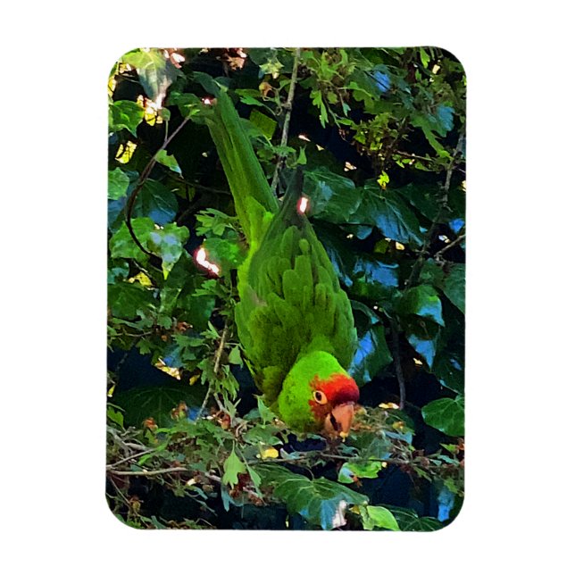 Íman Cherry Headed Conure #1 Magnet (Vertical)