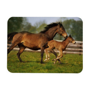 Íman Chestnut Mare & Foal puro