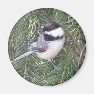 Íman Chickadee em um pinheiro