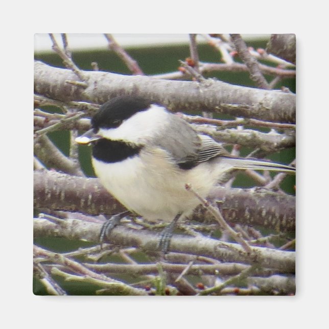 Íman Chickadee Magnet (Frente)