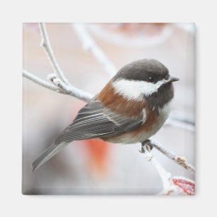Íman Chickadee no inverno