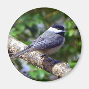 Íman Chickadee pequeno