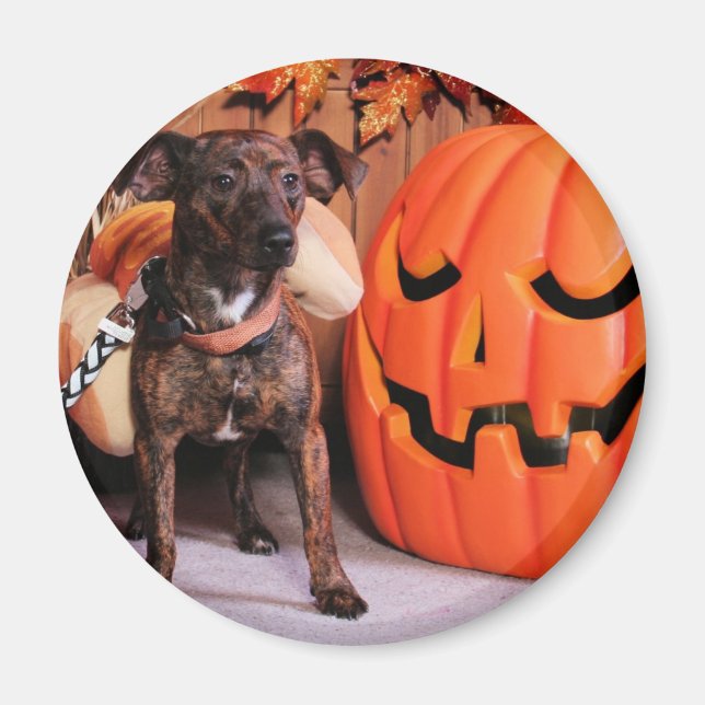 Íman Chico - ChiWeenie - Foto 2 (Frente)