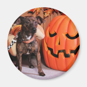 Íman Chico - ChiWeenie - Photo-2