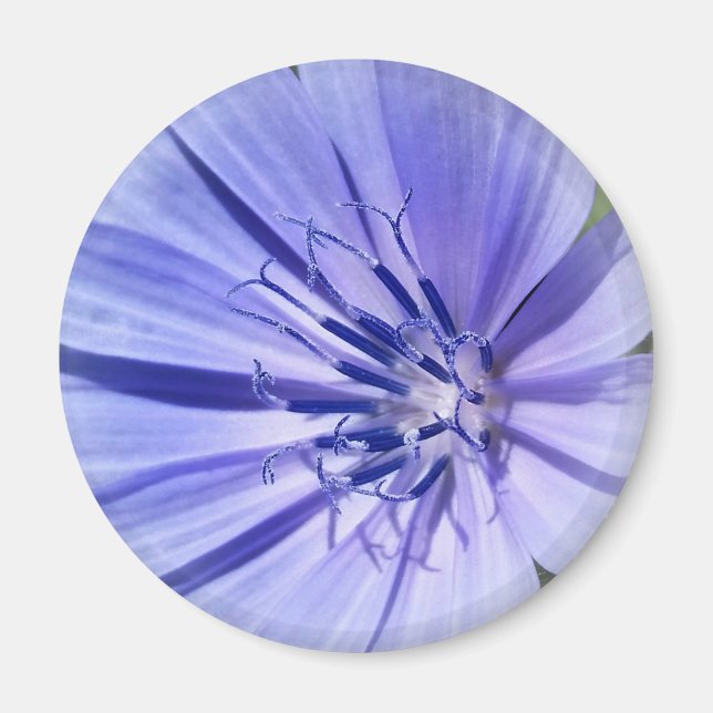 Íman chicória azul púrpura (Frente)