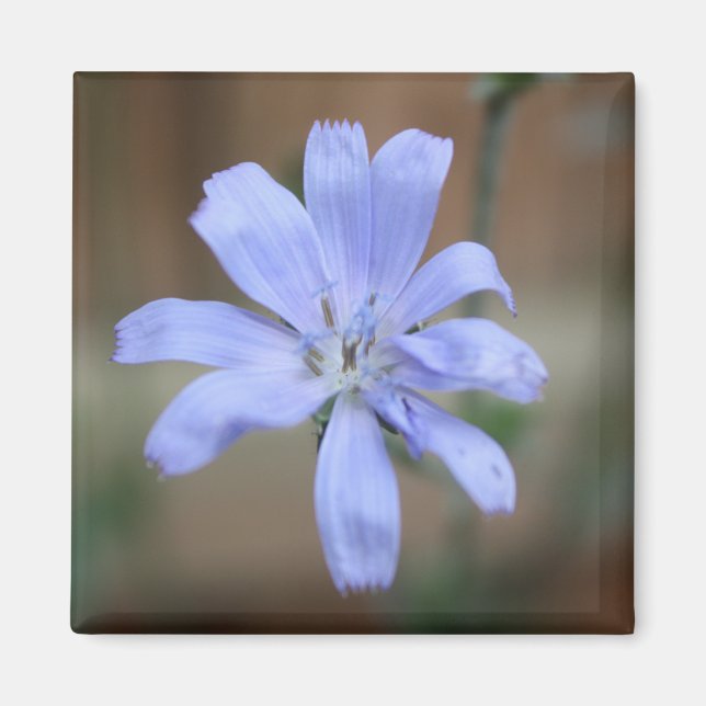 Íman Chicória (Cichorium intybus) (Frente)