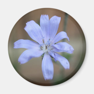Íman Chicória (Cichorium intybus)