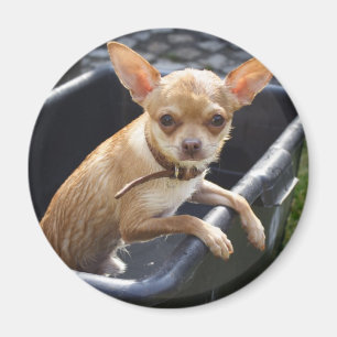 Íman Chihuahua