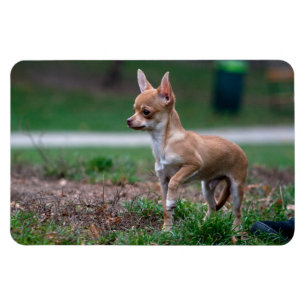 Íman Chihuahua