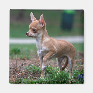 Íman Chihuahua