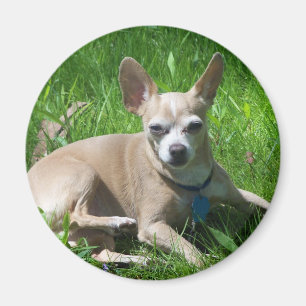 Íman chihuahua