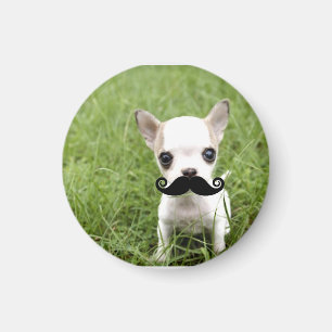 Íman Chihuahua bonito engraçada com bigode