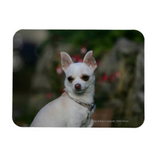 Íman Chihuahua branca