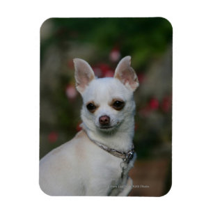 Íman Chihuahua branca
