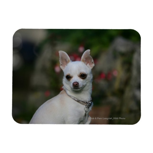 Íman Chihuahua branco (Horizontal)