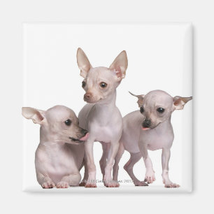 Íman Chihuahua calva (5 e 7 meses velho)