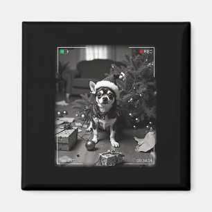 Íman Chihuahua de Natal Flagrado pela Câmera