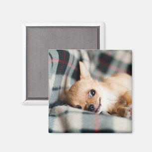 Íman Chihuahua de sorriso bonito na cobertura