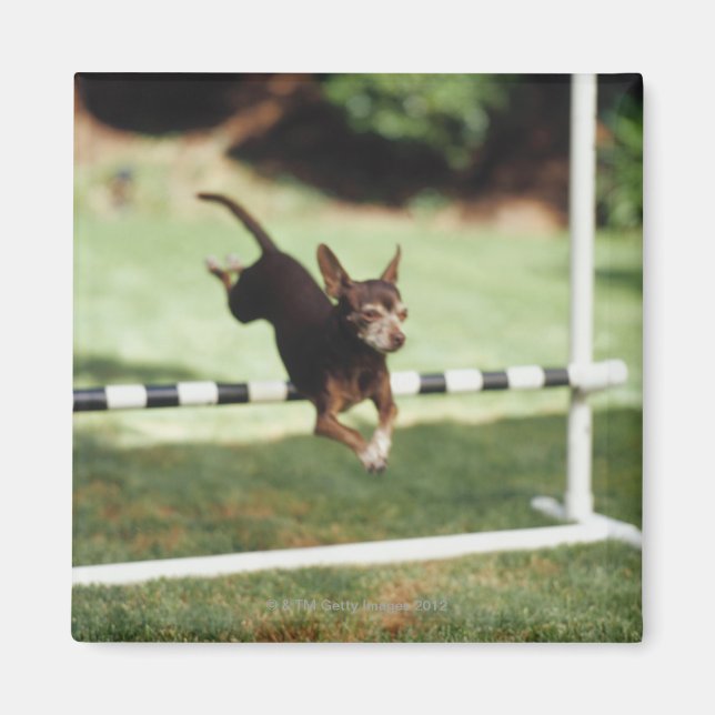 Íman Chihuahua Jumping Hurdle (Frente)