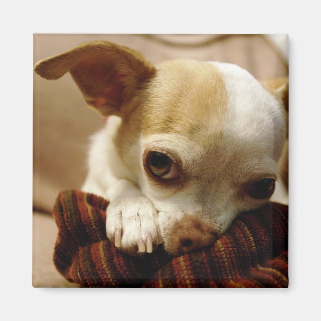 Íman Chihuahua Magnet (Frente)