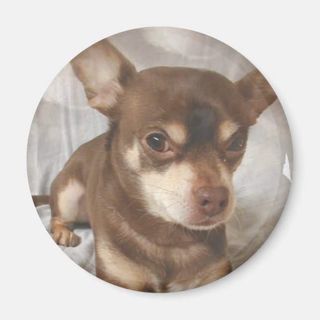 Íman Chihuahua Magnet (Frente)