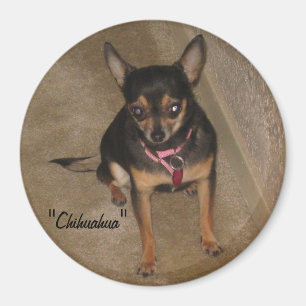Íman Chihuahua Magnet