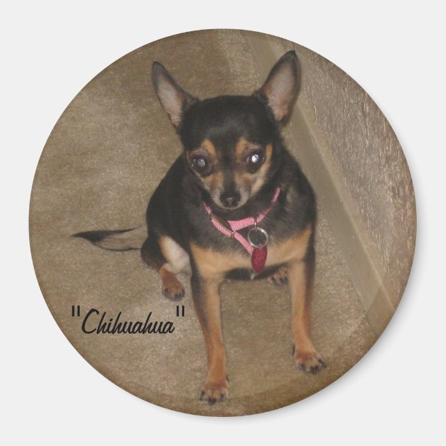 Íman Chihuahua Magnet (Frente)