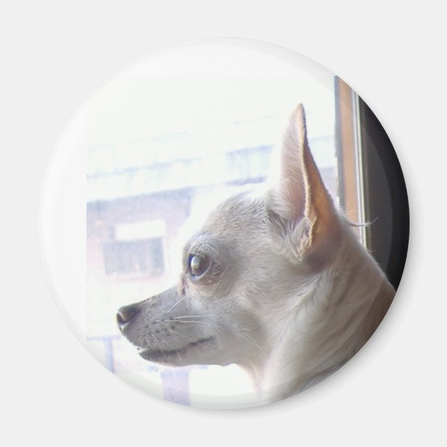 Íman Chihuahua Magnet (Frente)