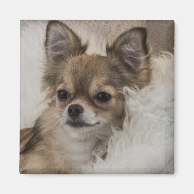 Íman Chihuahua Mimado Relaxando (Frente)