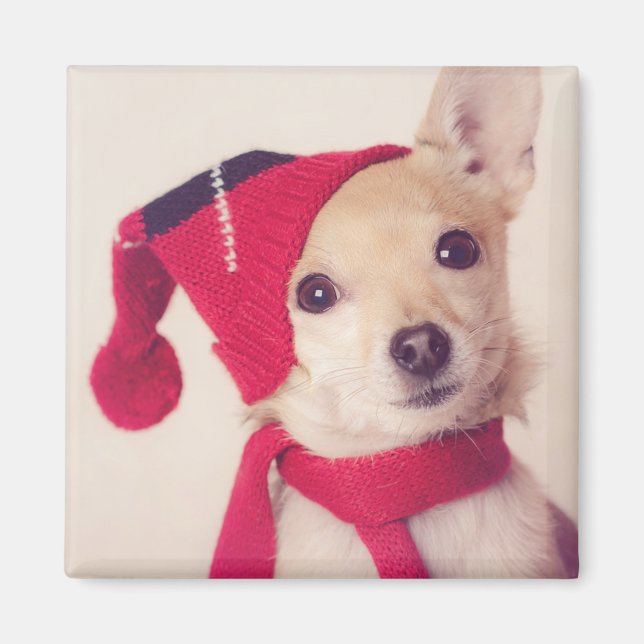Íman Chihuahua No Boné De Inverno (Frente)