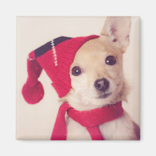 Íman Chihuahua no boné do inverno