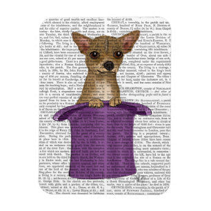 Íman Chihuahua no Top Hat