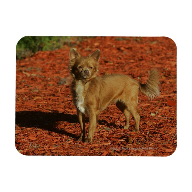 Íman Chihuahua olhando para a câmera (Horizontal)