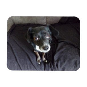 Íman Chihuahua olhando para você o ímã flexível