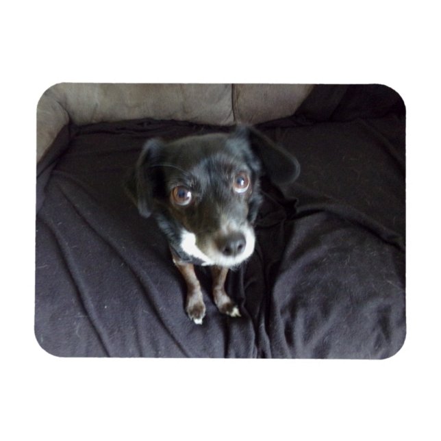 Íman Chihuahua olhando para você o ímã flexível (Horizontal)