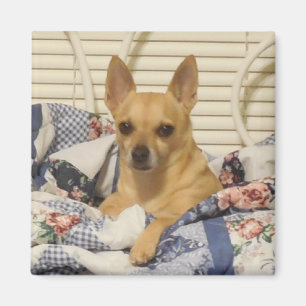 Íman Chihuahua ou seu ímã da foto