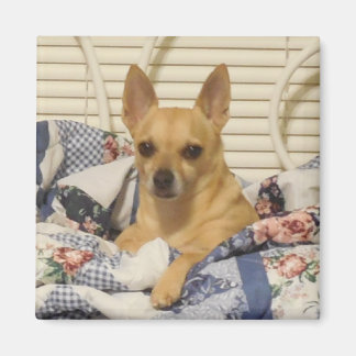 Íman Chihuahua ou seu ímã fotográfico